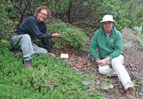Dave Mrus (L) with mentor Bert Johnson (R) examining a rare specimen of cut-leaf chinquapin at the RPBG.