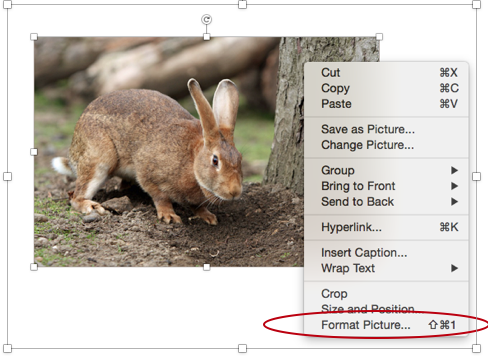 Photo of bunny with right-click menu