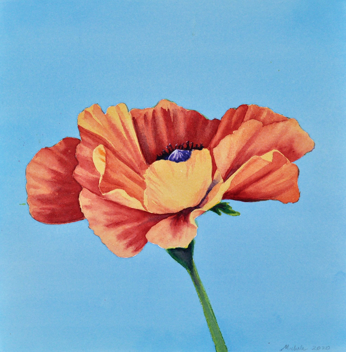 watercolor painting of a poppie