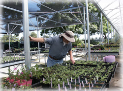 horticulture department greenhouse