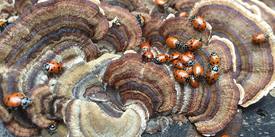 Redwood Regional Park, fungi with ladybugs